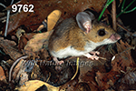 Peromyscus-leucopus